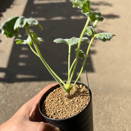 ペラルゴニウム ミラビレ2