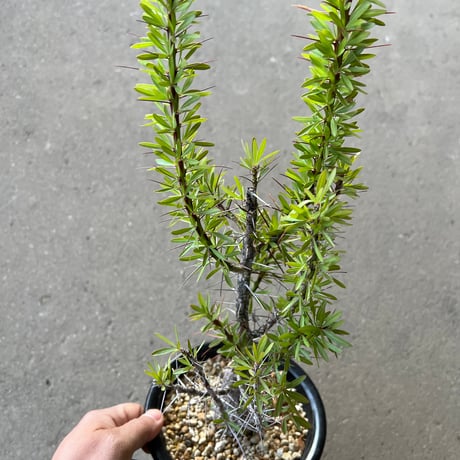フォークイエリア プルプシー