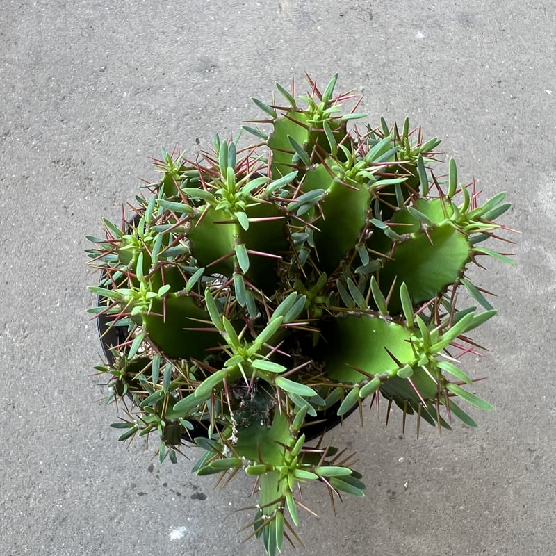 ユーフォルビア ムランジーナ | STELLA.PLANTS ユーフォルビア ムランジーナ | STELLA.PLANTS