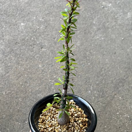 フォークイエリア プルプシー | STELLA.PLANTS フォークイエリア プルプシー | STELLA.PLANTS