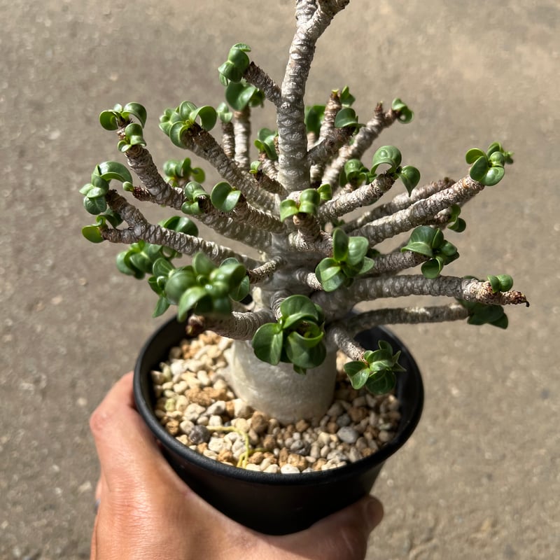 アデニウム　獅子葉　DHA D.H.A(獅子葉) – Hachi-8