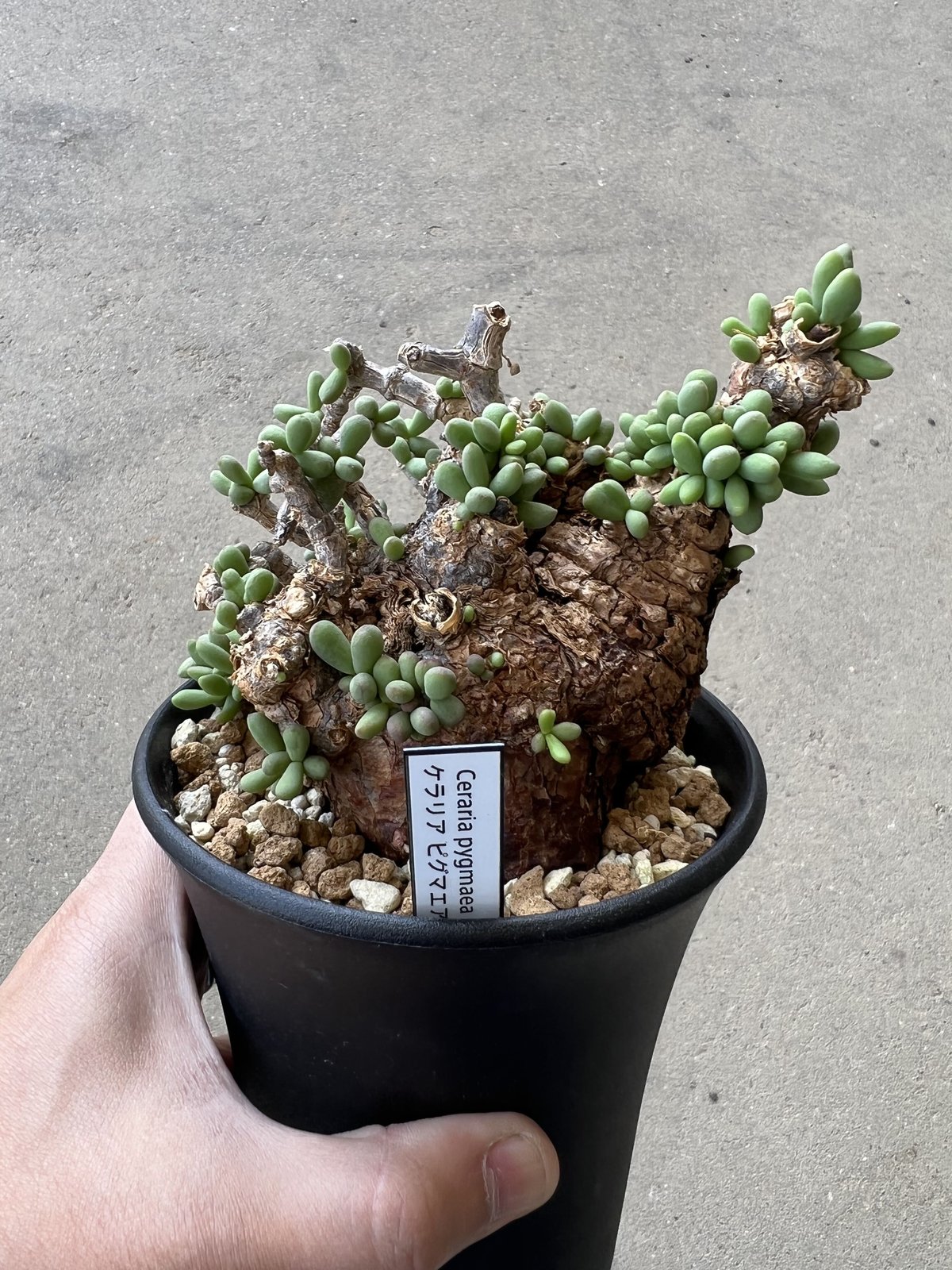 ケラリア ピグマエア | STELLA.PLANTS ケラリア ピグマエア | STELLA.PLANTS