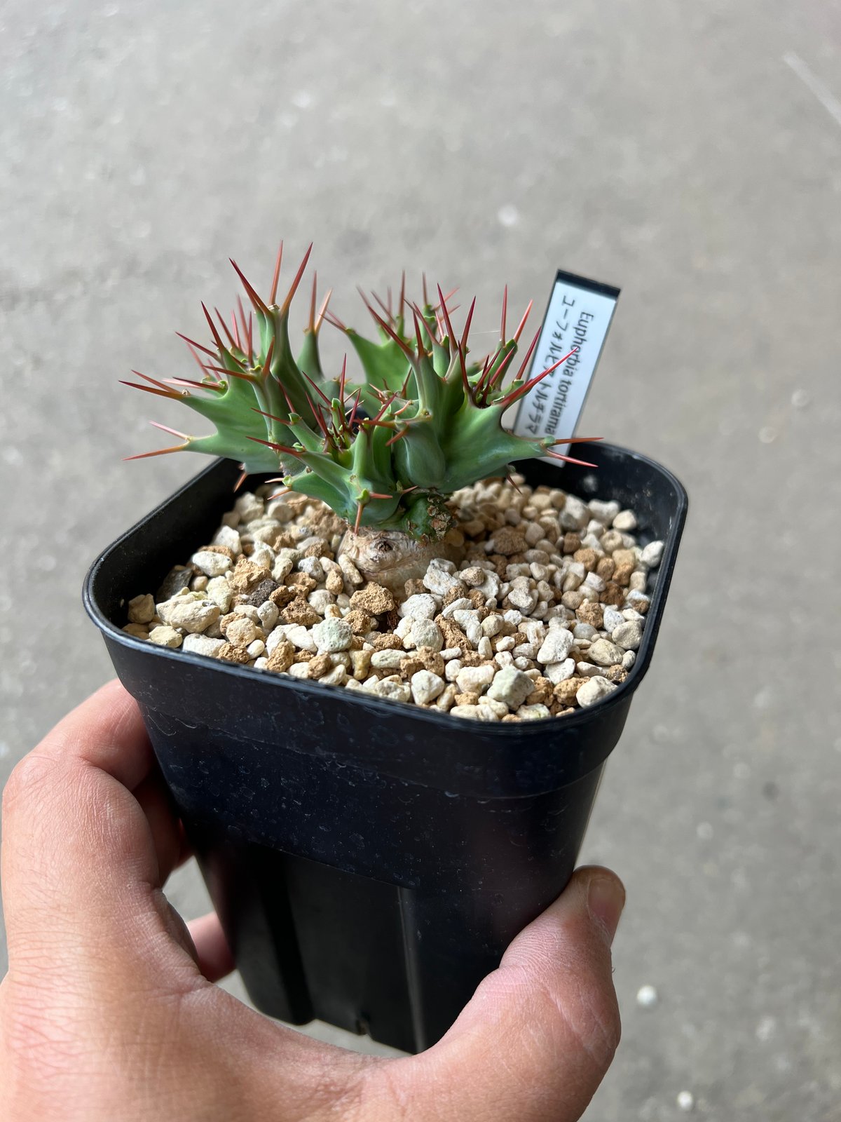速達トルチラマ実生 ユーフォルビア大きく詰まった株 ユーフォルビア トルチラマ2 | STELLA.PLANTS