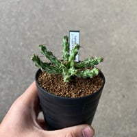 ユーフォルビア アクチノクラダ 2