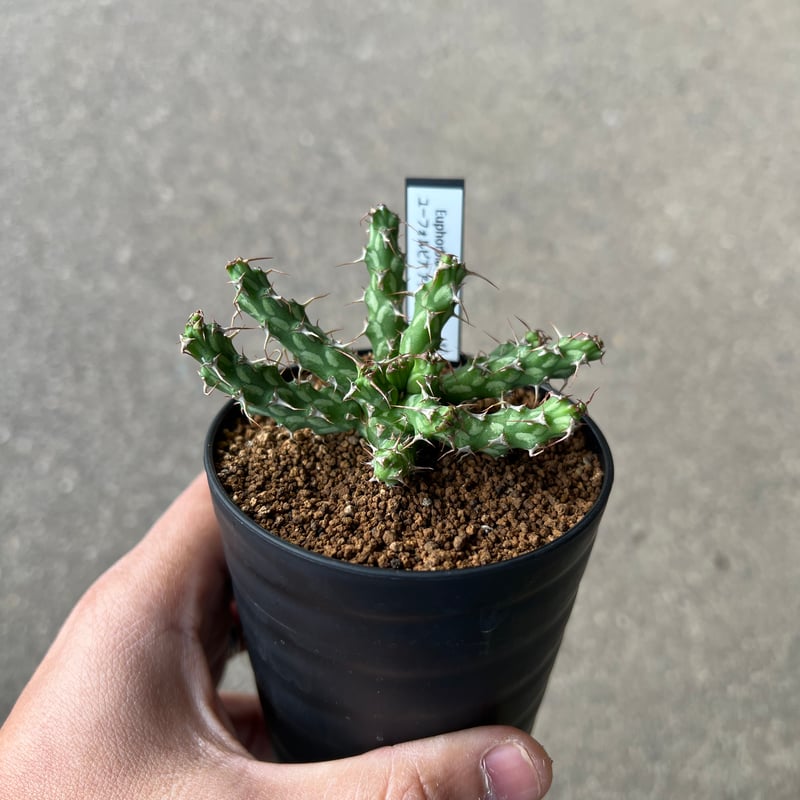 ユーフォルビア アクチノクラダ 2 | STELLA.PLANTS