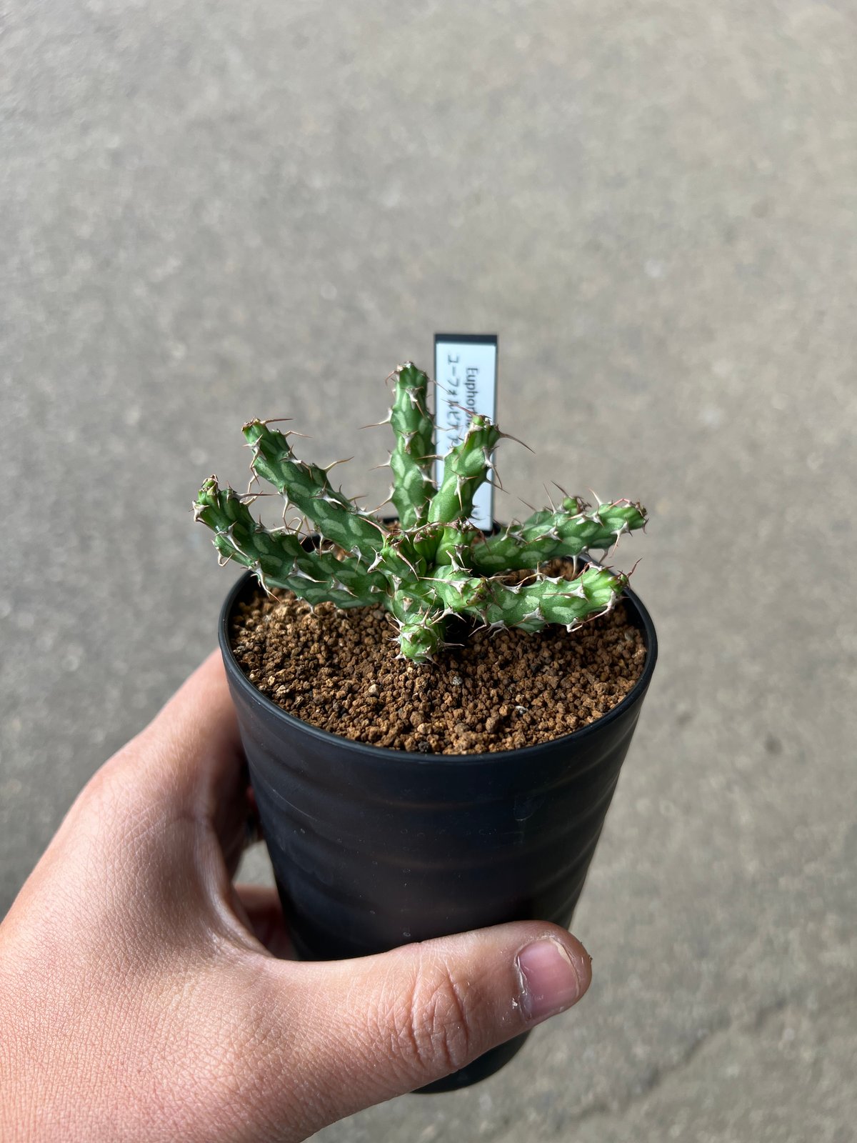 ユーフォルビア　アクチノクラダ ユーフォルビア アクチノクラダ 2 | STELLA.PLANTS