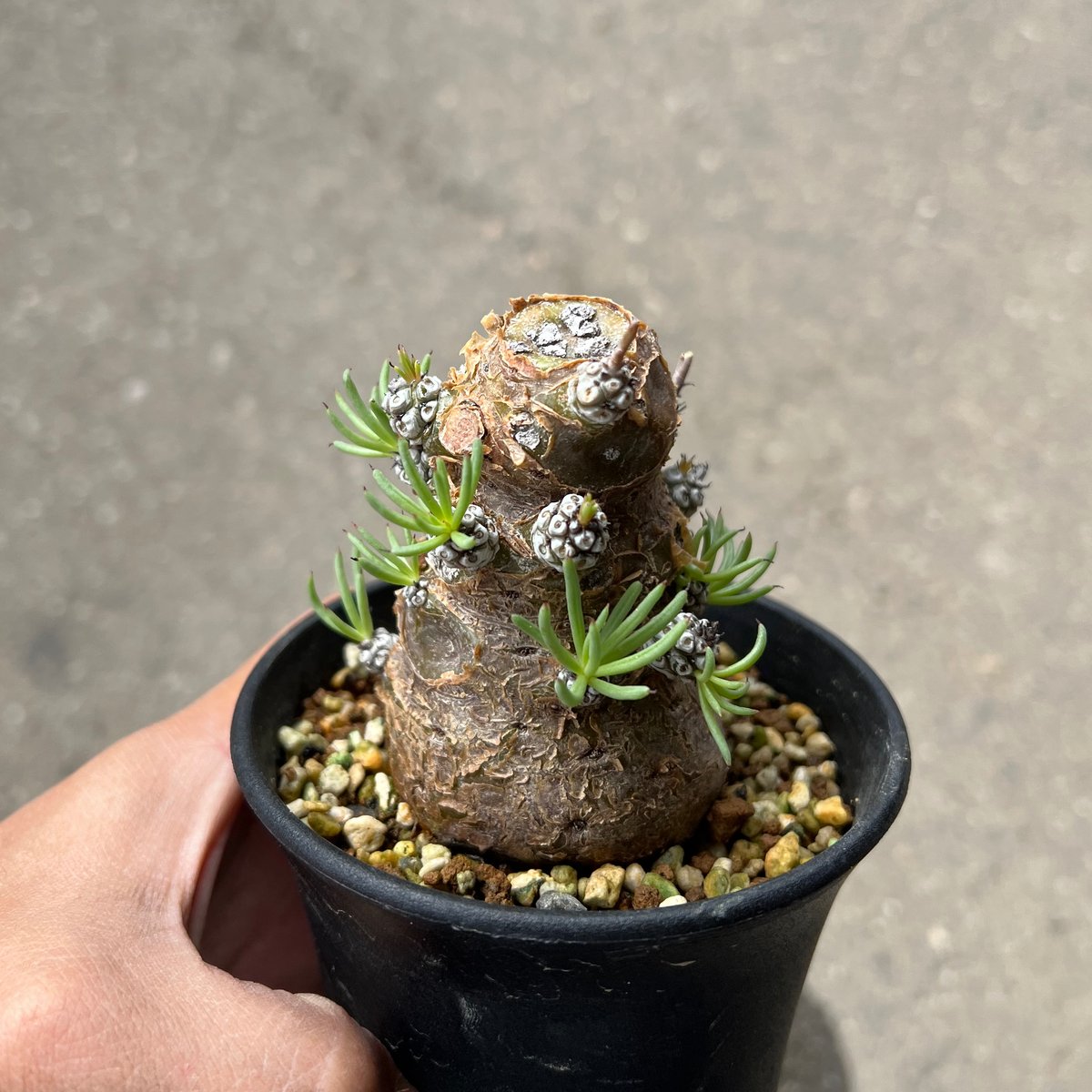 チレコドン ペアルソニー6 | STELLA.PLANTS