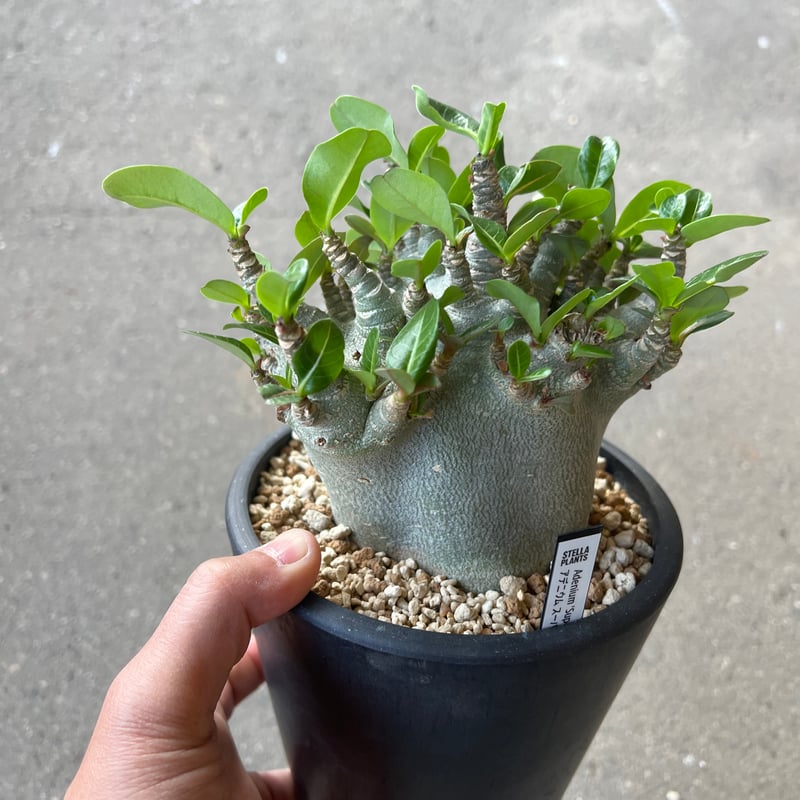 アデニウム アラビカム スーパードワーフ | STELLA.PLANTS