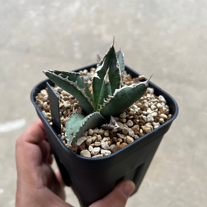 アガベ チタノタ 狼人 1 | STELLA.PLANTS