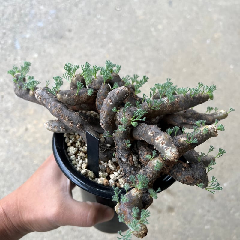 モンソニア ムルチフィダ | STELLA.PLANTS モンソニア ムルチフィダ | STELLA.PLANTS
