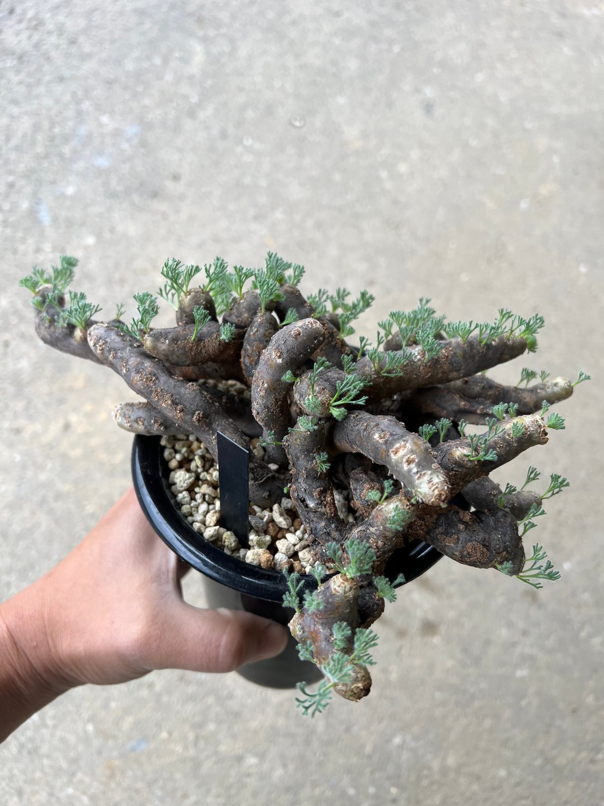 モンソニア ムルチフィダ | STELLA.PLANTS モンソニア ムルチフィダ | STELLA.PLANTS