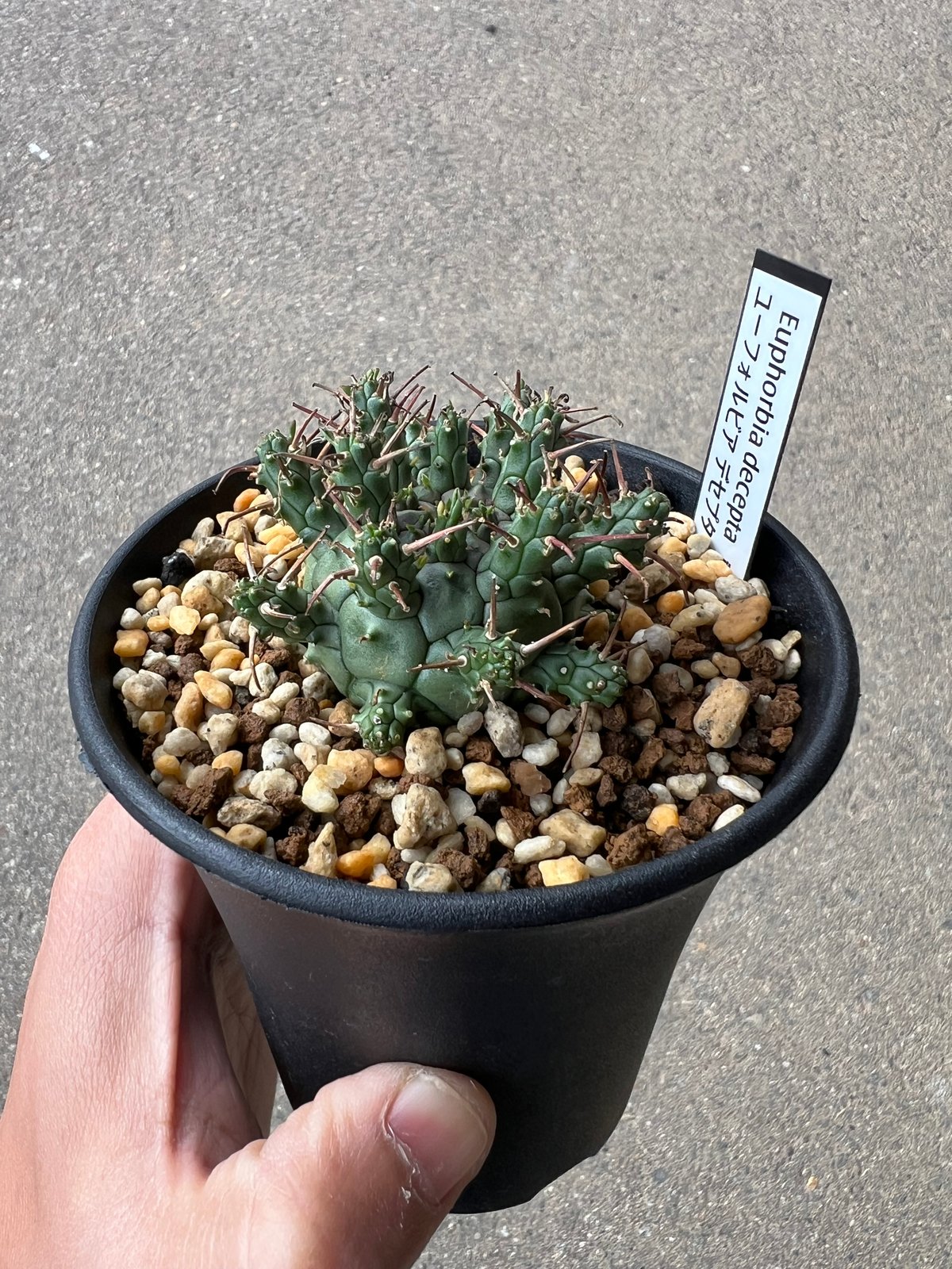 ユーフォルビア アストロフォラ2 | STELLA.PLANTS