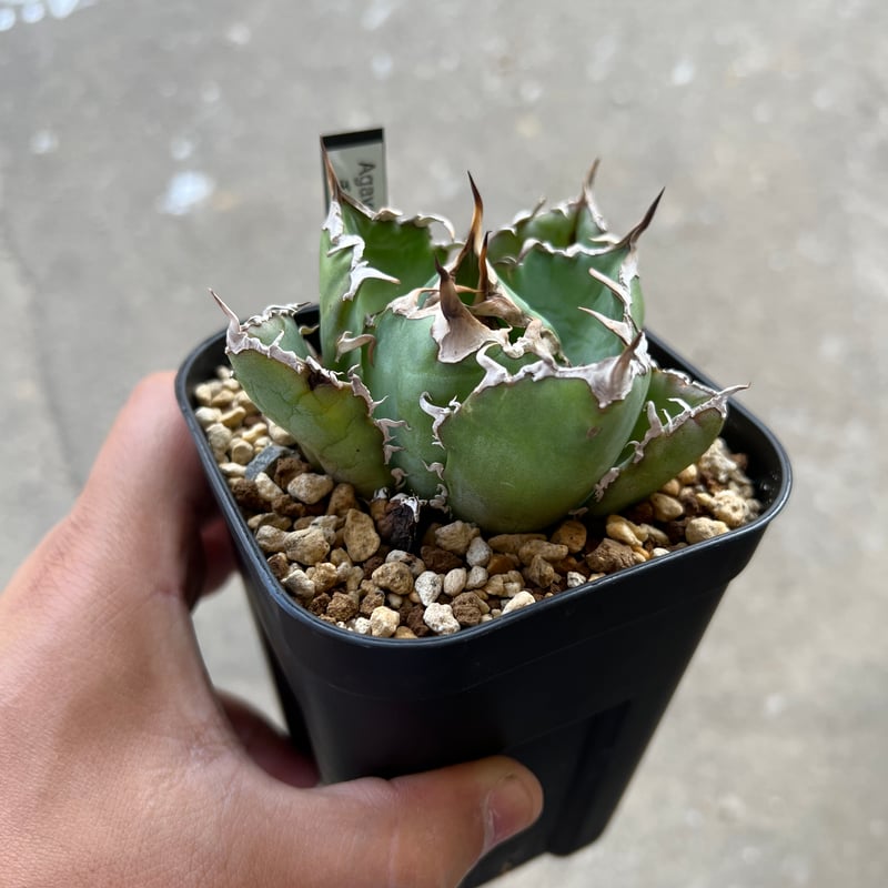 アガベ チタノタ 白鯨 | STELLA.PLANTS アガベ チタノタ 白鯨 | STELLA.PLANTS