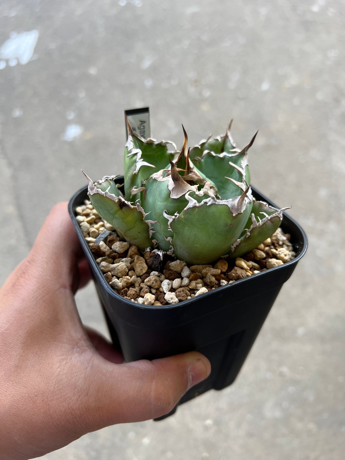 アガベ チタノタ 甲部白鯨 ロウルサンコ産 アガベ チタノタ 甲部白鯨 ロウルサンコ産