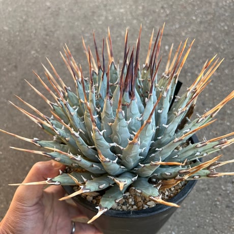 CATEGORY アガベ | STELLA.PLANTS