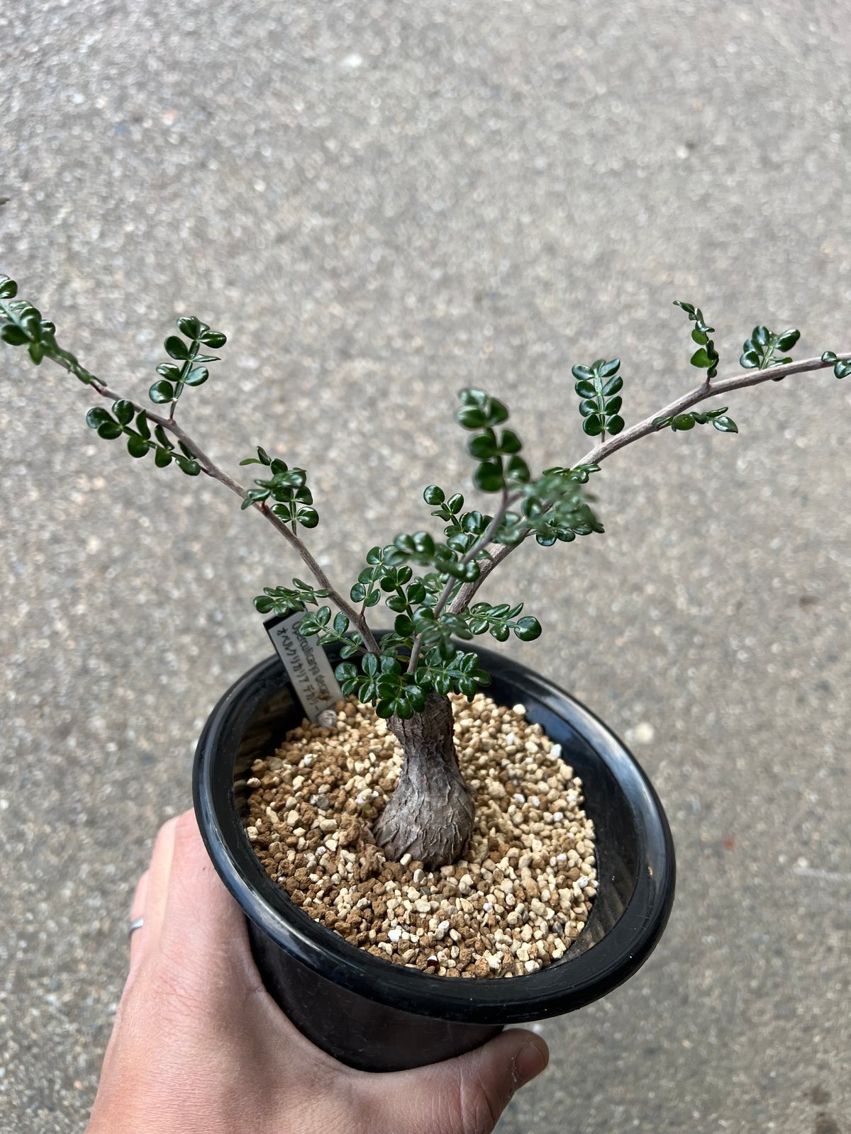 オペルクリカリア デカリー2 | STELLA.PLANTS