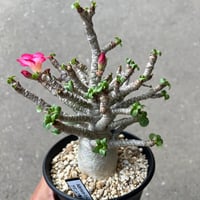ユーフォルビア 魔紅麒麟錦　カキコ含む　一鉢　サボテン　多肉植物 ユーフォルビア 魔紅麒麟錦 | STELLA.PLANTS