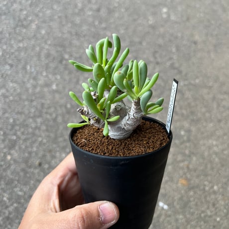 クラビフォリア | STORES