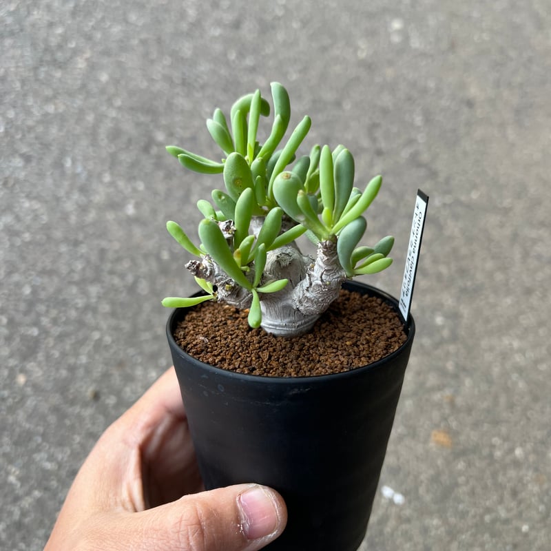 オトンナ　クラビフォリア　現地株　発根済 オトンナ クラビフォリア1 | STELLA.PLANTS