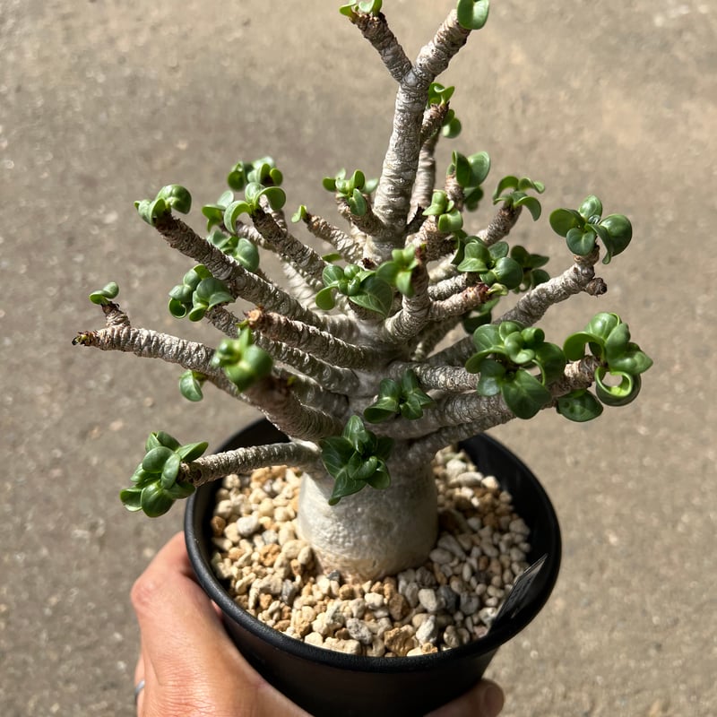 アデニウム　獅子葉　DHA アデニウム D.H.A (獅子葉) 選抜個体「Adenium D.H.A」47F-2 | S