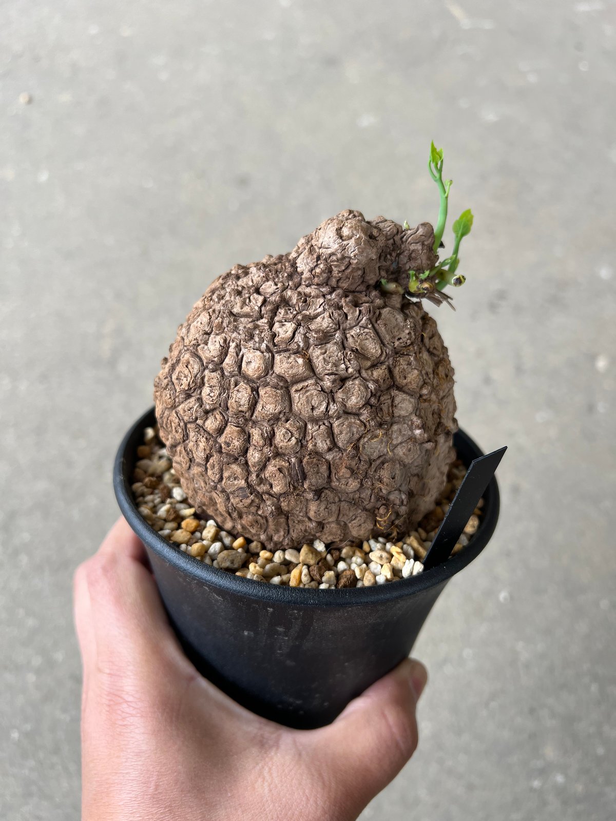 ステファニア スベローサ8 | STELLA.PLANTS