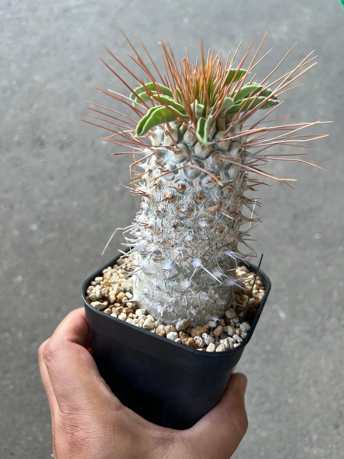 パキポディウム　ナマクアナム　光堂　実生株⑥ パキポディウム ナマクアナム 光堂 | STELLA.PLANTS