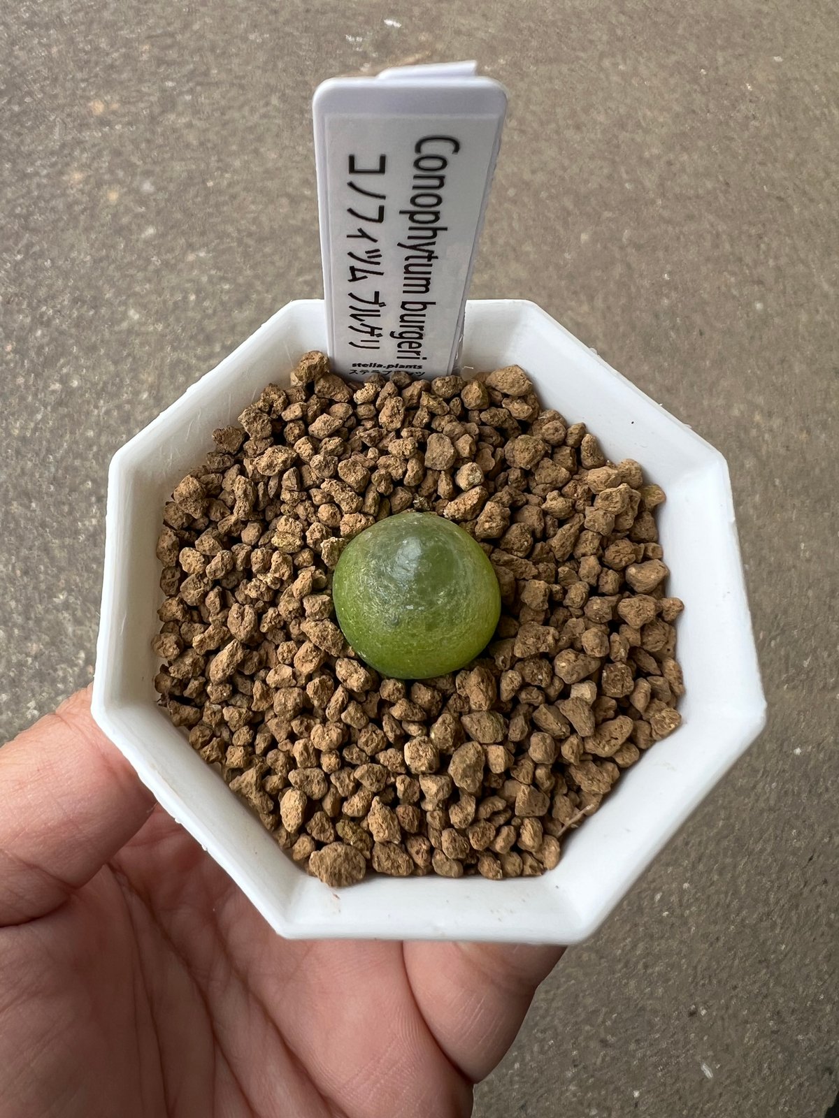 ぶたのはな　ブルゲリラ コノフィツム ブルゲリ 5 | STELLA.PLANTS