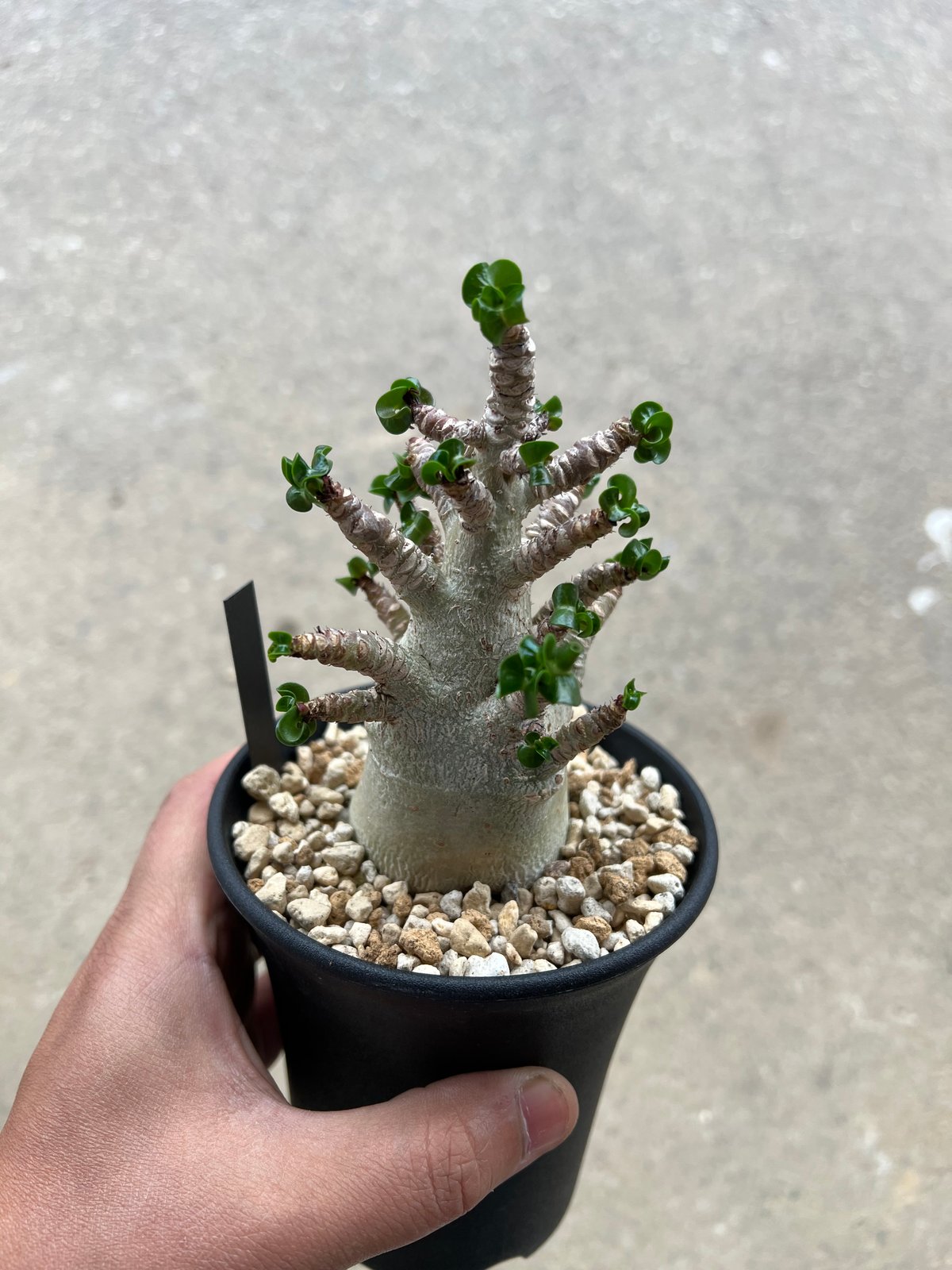 アデニウム D.H.A 獅子葉 3 | STELLA.PLANTS