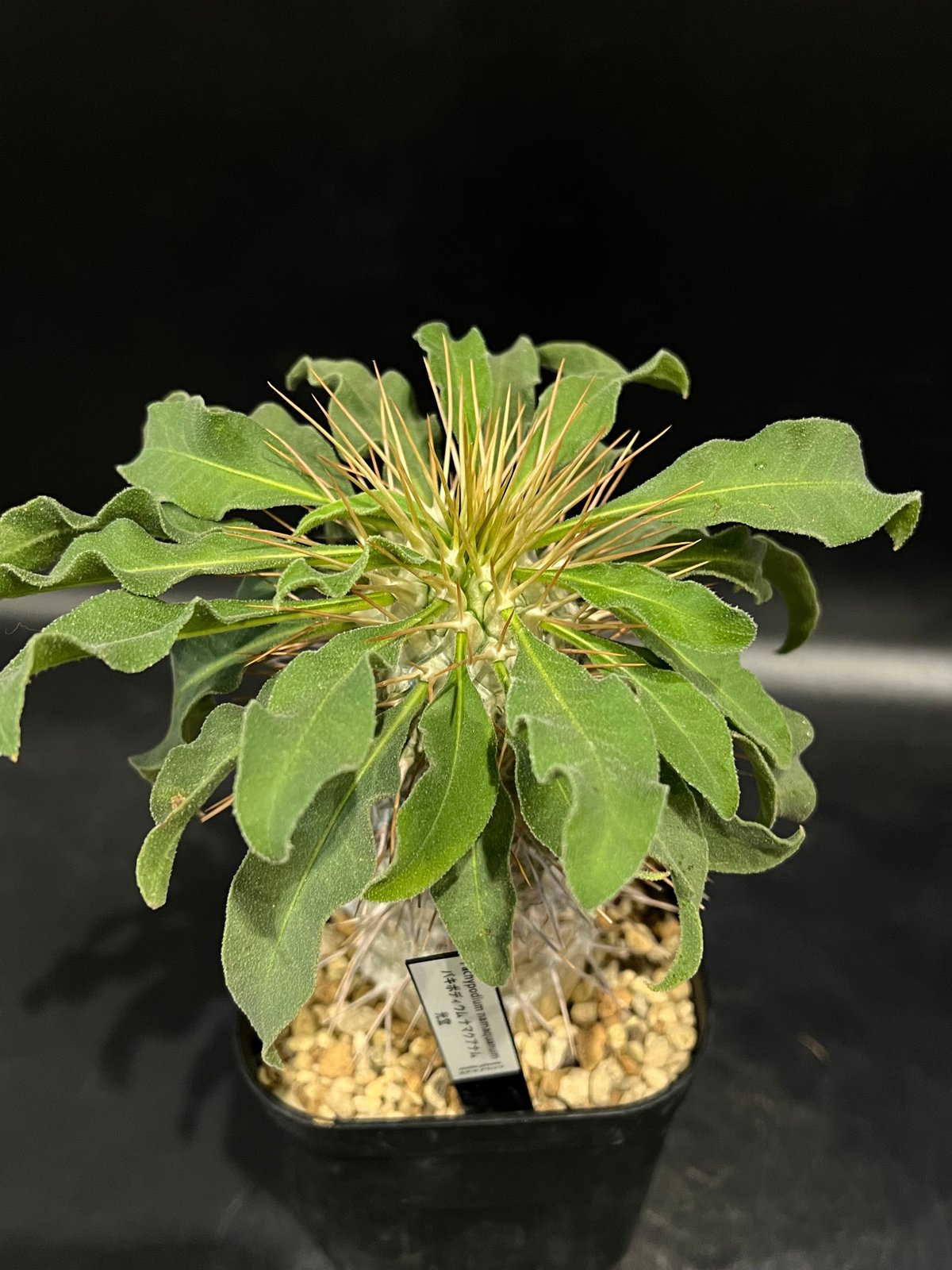 パキポディウム ナマクアナム 光堂 | STELLA.PLANTS パキポディウム ナマクアナム 光堂 | STELLA.PLANTS