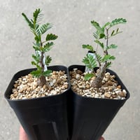 ペラルゴニウム　クリズミフォリウム　山伏天狗 新鮮・採れたて】ペラルゴニウム・クリズミフォリウム 山伏天狗