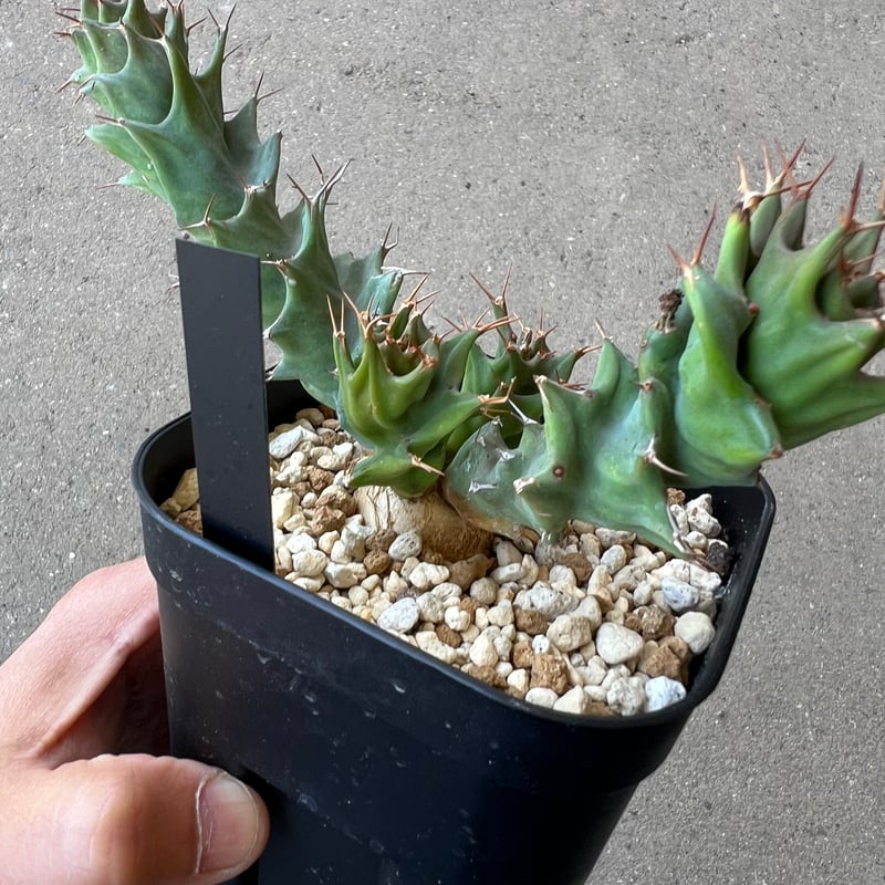 ユーフォルビア トルチラマ | STELLA.PLANTS