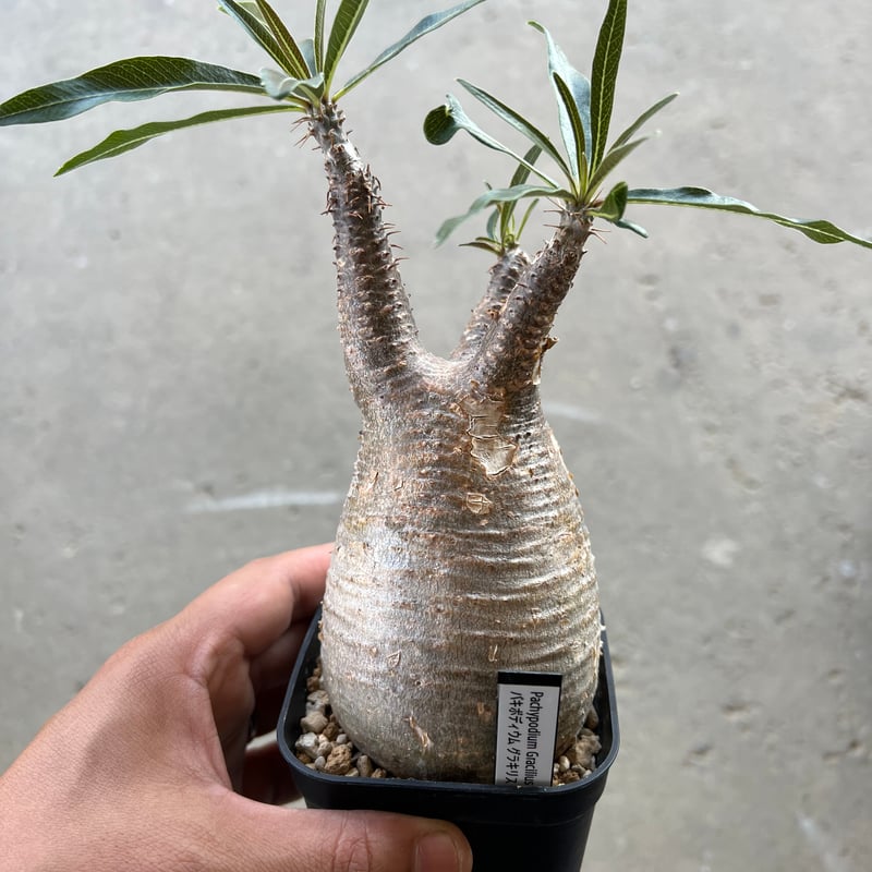 パキポディウム・グラキリス⑦ パキポディウム グラキリス-PG217/桑江良寿 歯車鉢4号鉢