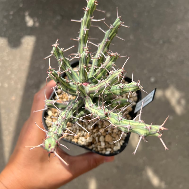 ユーフォルビア シザカンサ | STELLA.PLANTS