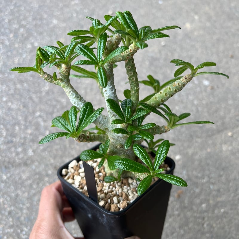 ケ*ン様 ドルステニア ギガス 鉢ごと ケ*ン様 ドルステニア ギガス 鉢ごと ドルステニア ギガス 3号