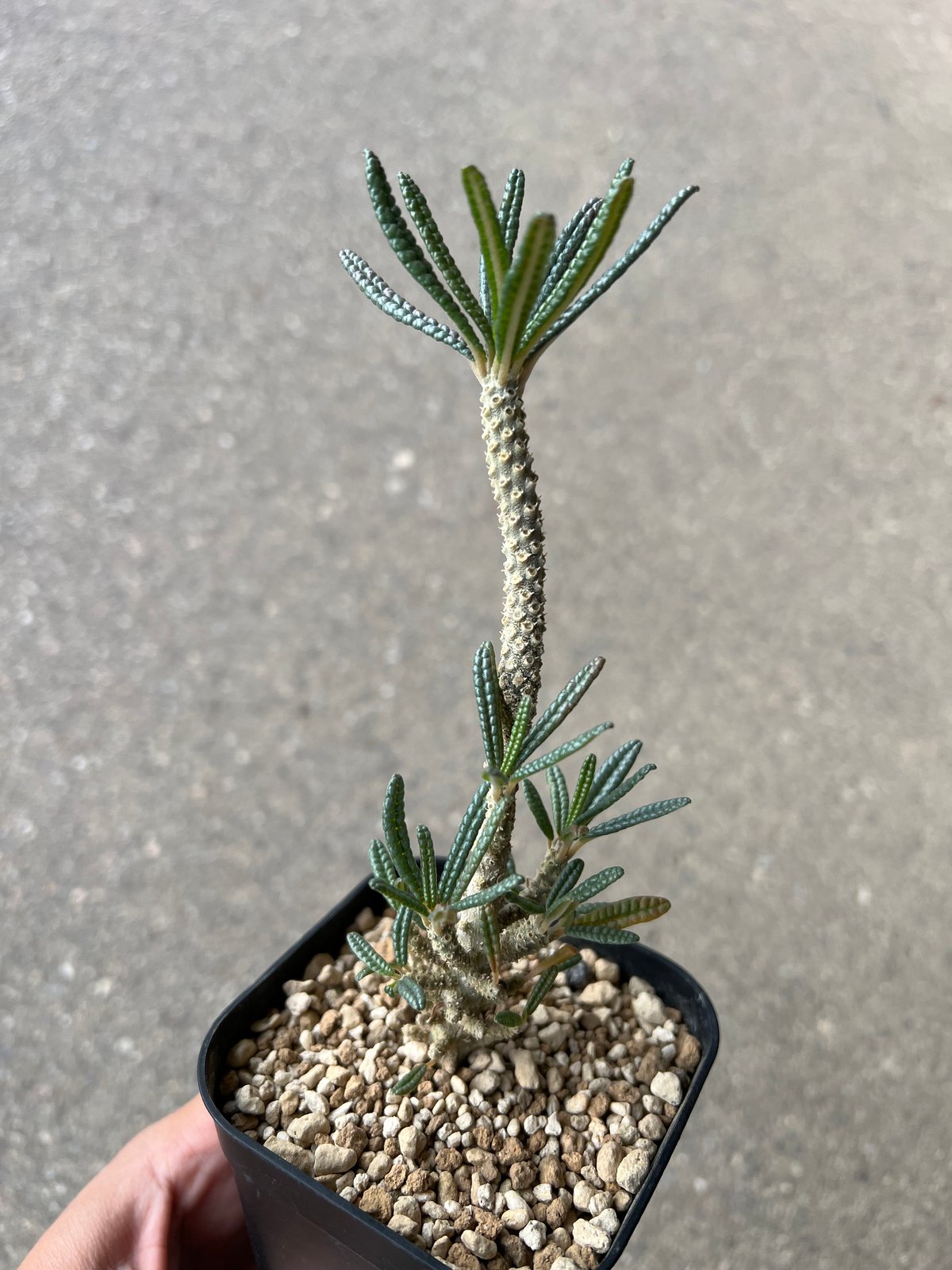 ドルステニア ギガス ブラータ | STELLA.PLANTS