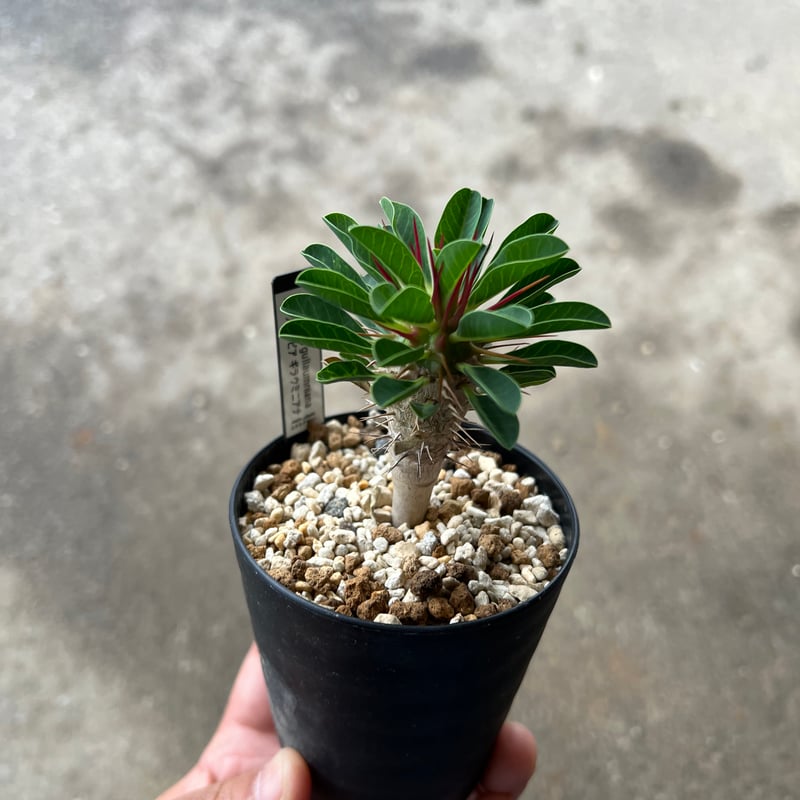 ユーフォルビア ギラウミニアナ実生1 | STELLA.PLANTS ユーフォルビア ギラウミニアナ実生1 | STELLA.PLANTS