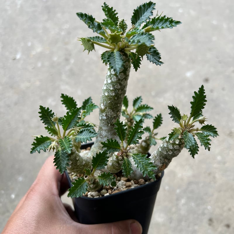 ドルステニア　ホルウッディ　国内実生　開花株01 ドルステニア ホルウッディ 国内実生 開花株01 ドルステニア