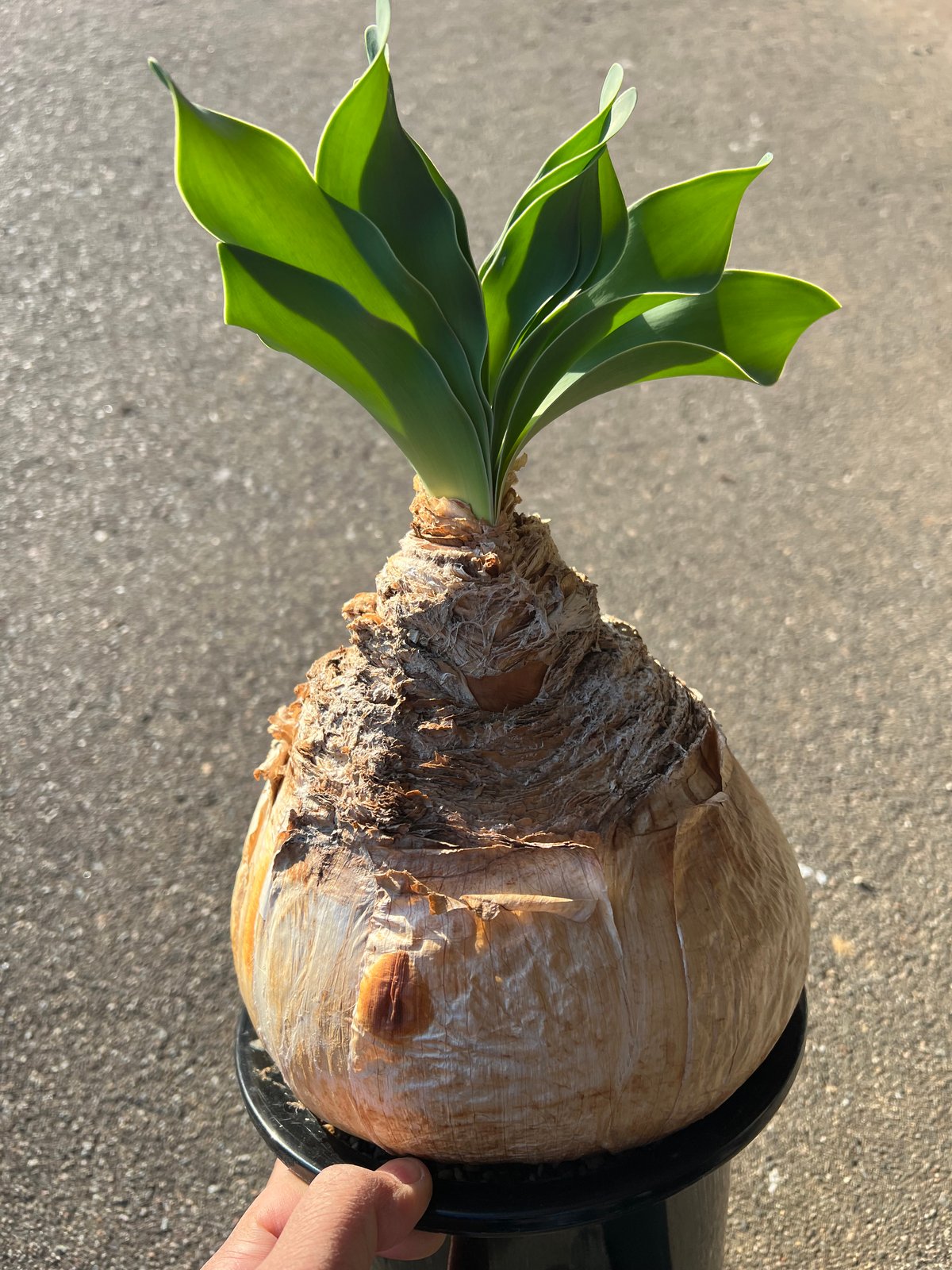 ブーファン ハエマンソイデス | STELLA.PLANTS