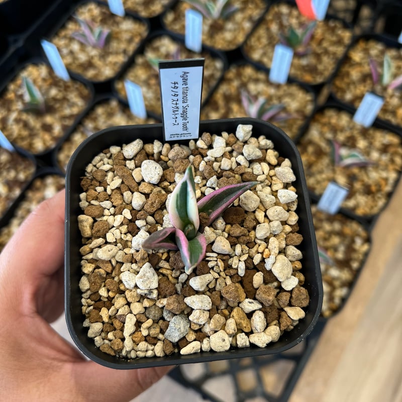アガベ チタノタ スナグルトゥース | STELLA.PLANTS アガベ チタノタ スナグルトゥース | STELLA.PLANTS