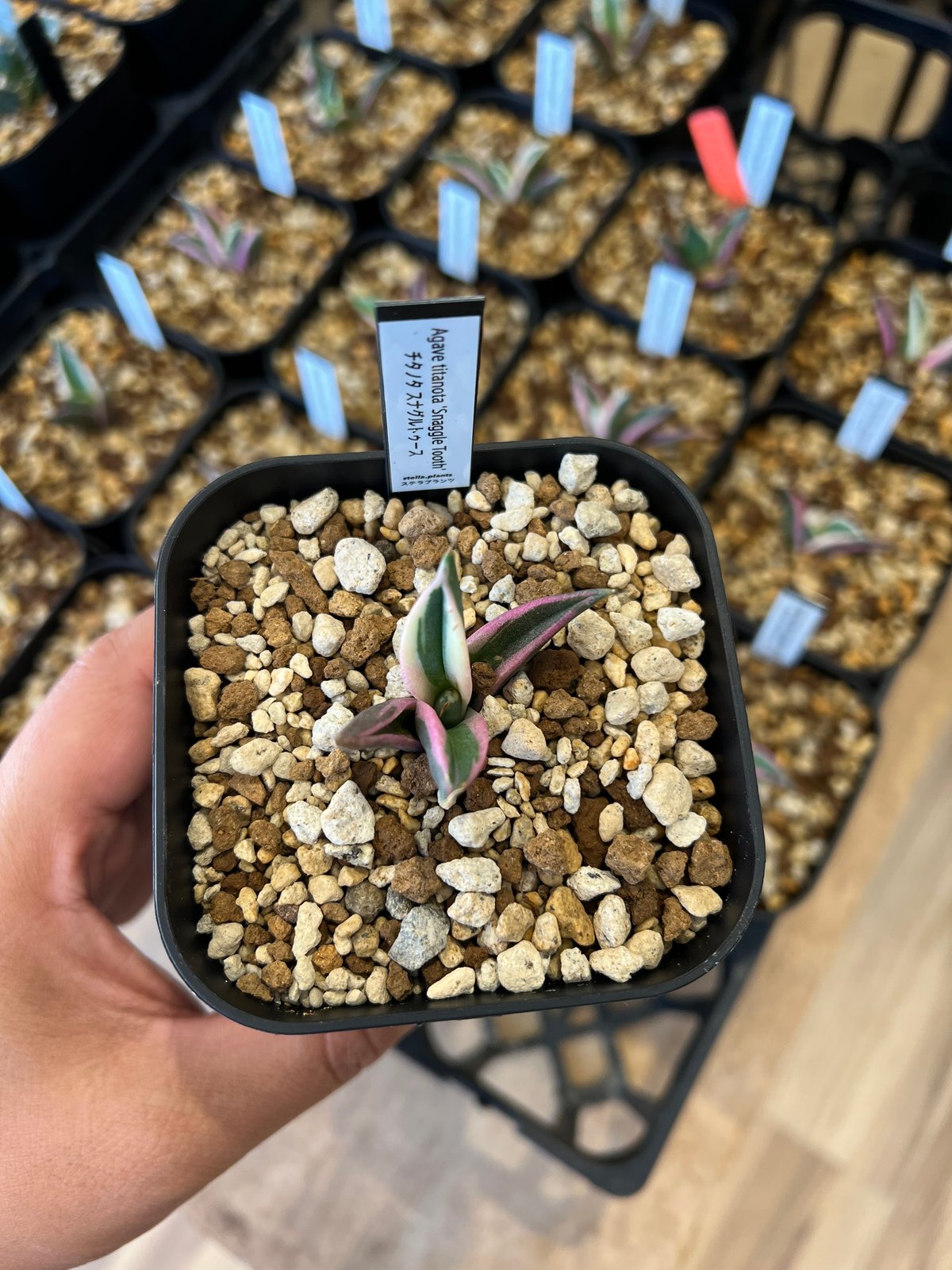 アガベ チタノタ スナグルトゥース | STELLA.PLANTS アガベ チタノタ スナグルトゥース | STELLA.PLANTS