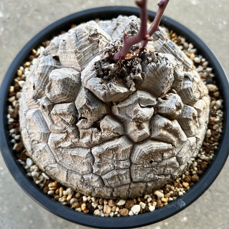 1000粒 亀甲竜種子 Dioscorea elephantipes 種子100粒 亀甲竜(Dioscorea elephantipes)(アフリカ亀甲竜)の種子