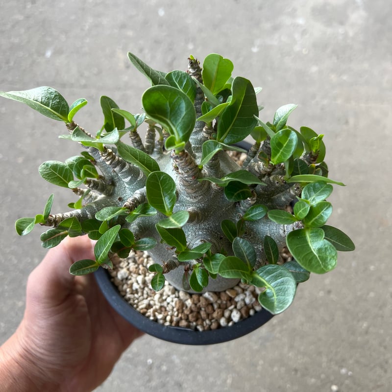 アデニウム アラビカム スーパードワーフ | STELLA.PLANTS