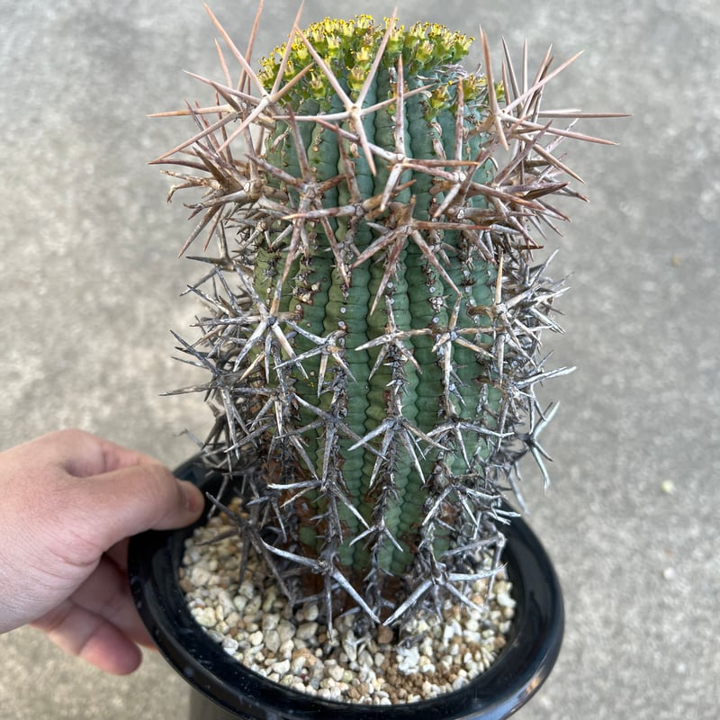 ユーフォルビア ステリスピナ メス雌♀ 子株5個付 群星冠 ガムケンシス