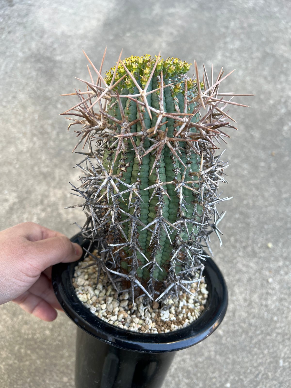 ユーフォルビア ステリスピナ メス雌♀ 子株4個付 群星冠 ガムケンシス