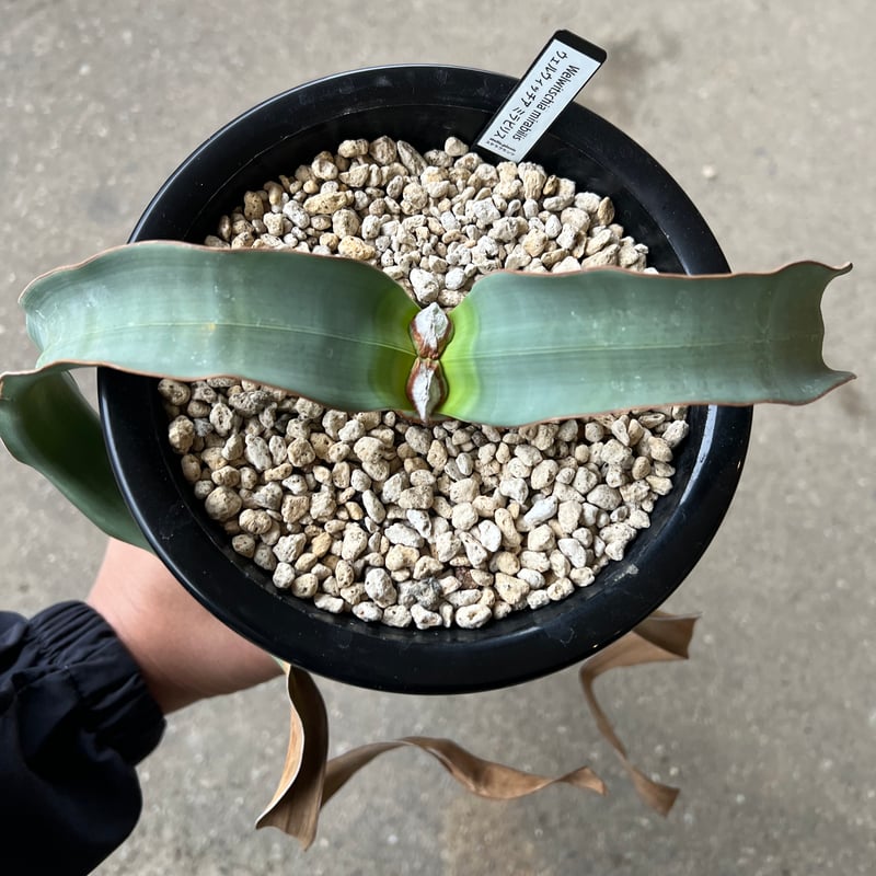 ウェルウィッチア ミラビリス 3 | STELLA.PLANTS