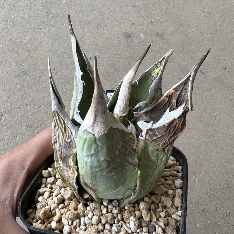 Agave Oaxaca oteroi | STELLA.PLANTS Agave Oaxaca oteroi | STELLA.PLANTS