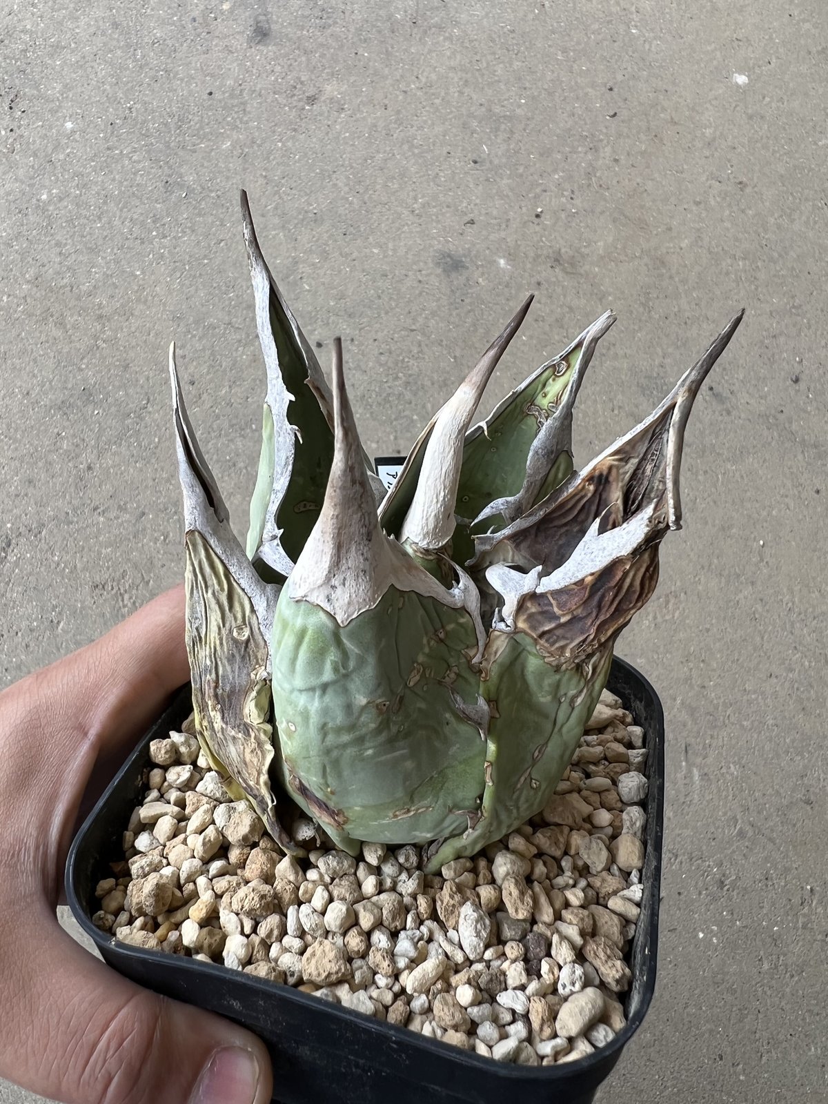 PTL010 Agave oteroi やるせない Oaxaca special株 アガベ PTL010 Agave oteroi やるせない Oaxaca special株 アガベ