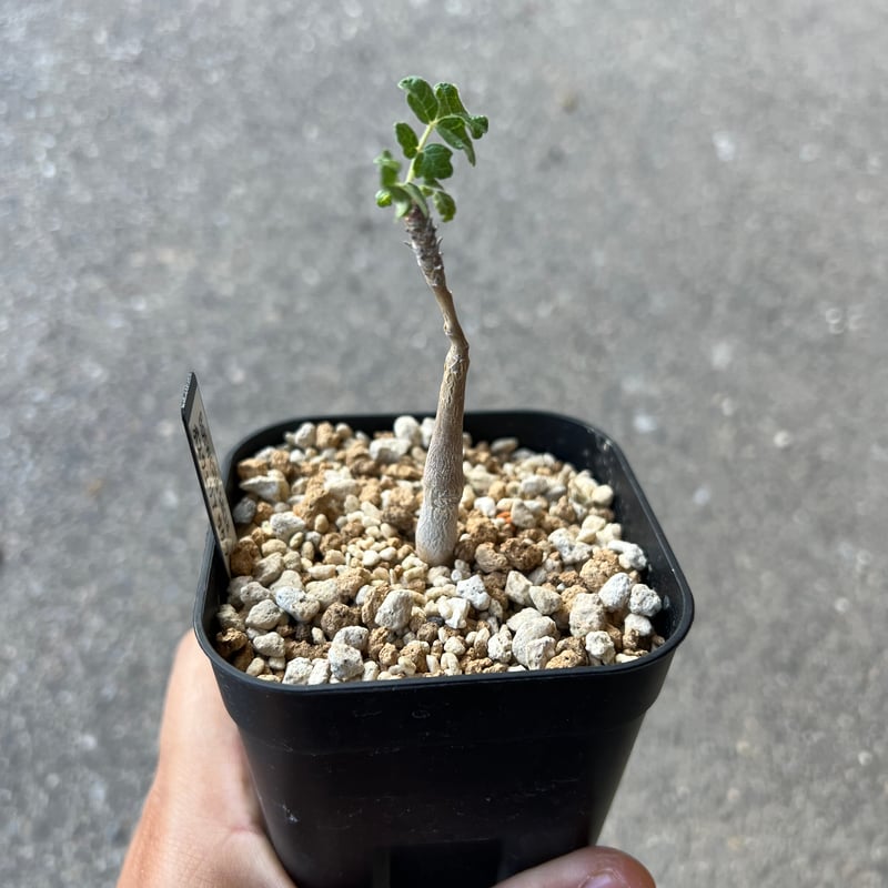 ボスウェリア　サクラ　多分岐 ボスウェリア サクラ 2 | STELLA.PLANTS