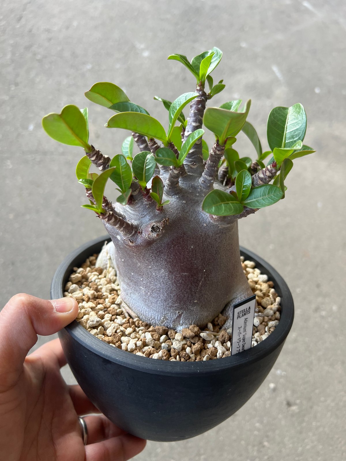アデニウム アラビカム ブラックスキン1 | STELLA.PLANTS