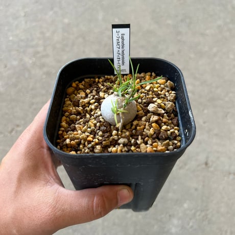 CATEGORY ユーフォルビア | STELLA.PLANTS CATEGORY ユーフォルビア | STELLA.PLANTS